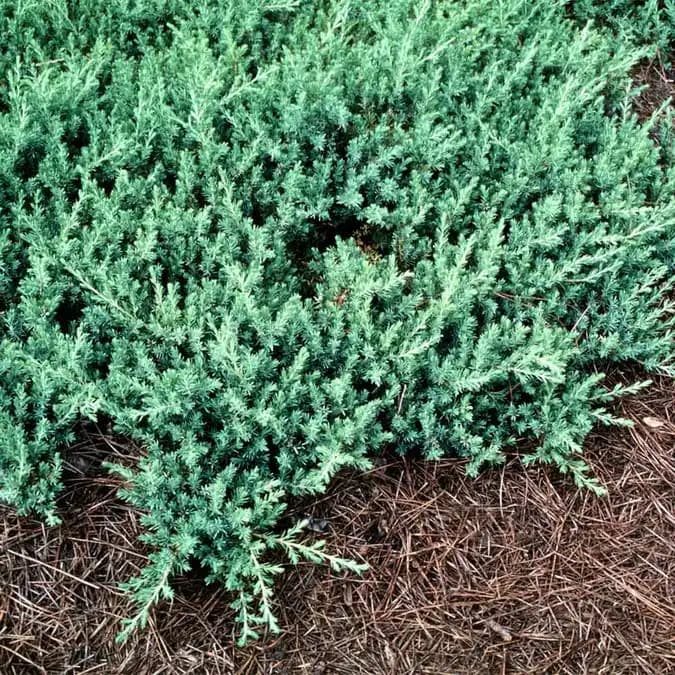 Blue Pacific Juniper — photo 1