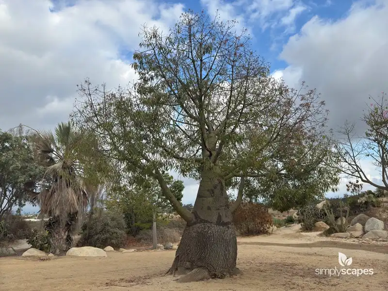 Queensland Bottle Tree — photo 1