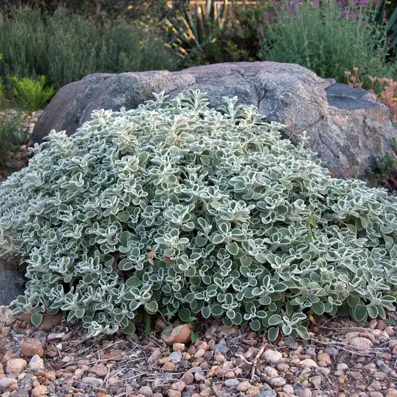 Silver Edged Horehound — photo 1
