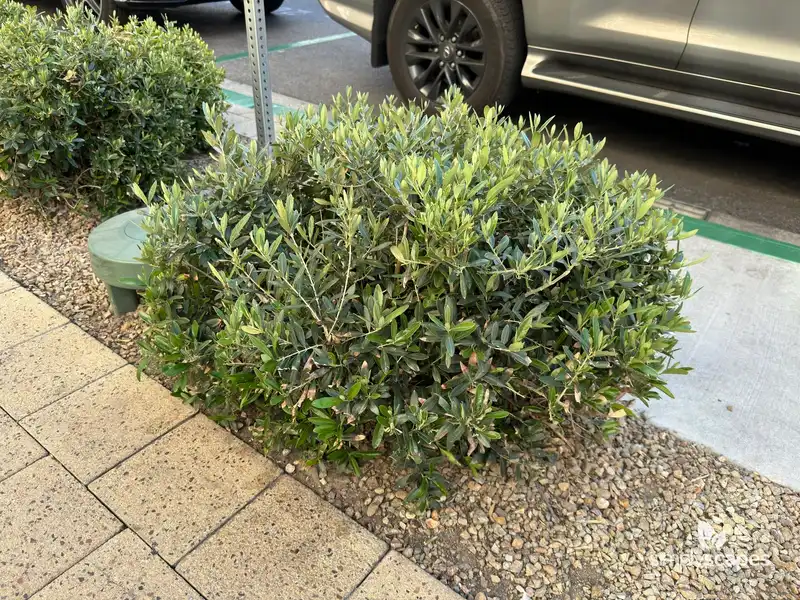 Olive Tree — photo 1