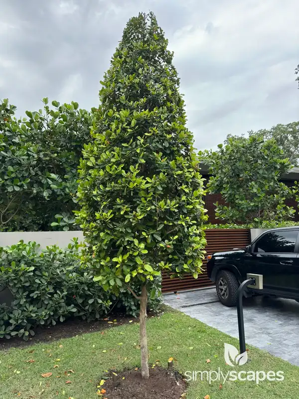 Tamanu Tree — photo 1