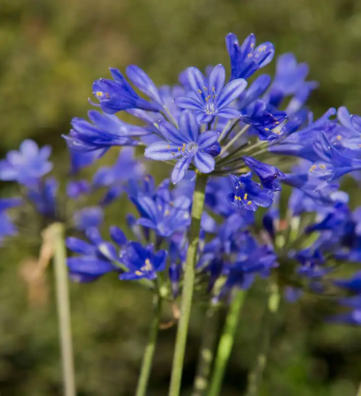 Agapanthus Little Blue Fountain™ — photo 1