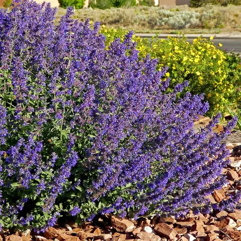 Walker's Deep Blue Nepeta — photo 1