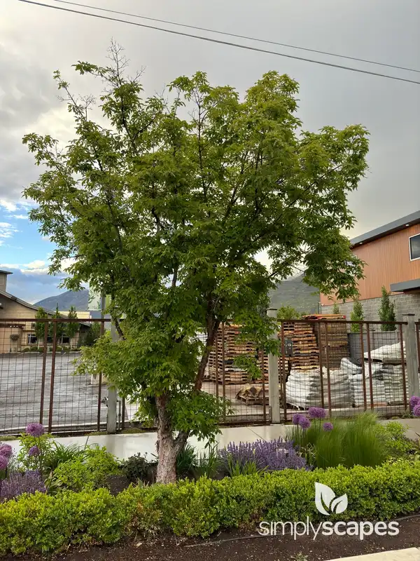 Box Elder Maple — photo 1