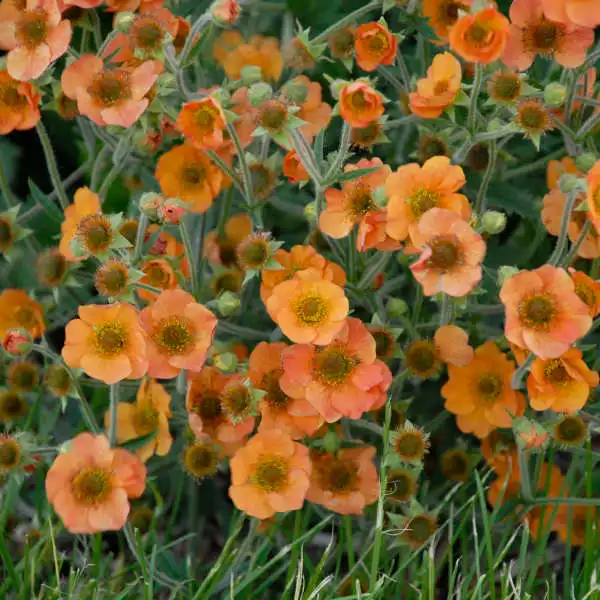 Totally Tangerine™ Avens — photo 1