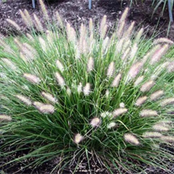 Hush Puppy™ - Dwarf Fountain Grass — photo 1