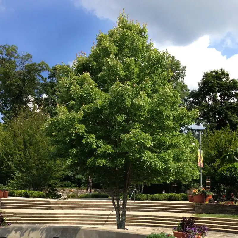 October Glory Red Maple Tree — photo 1
