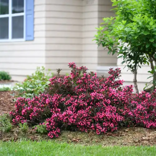 Spilled Wine® Weigela — photo 1
