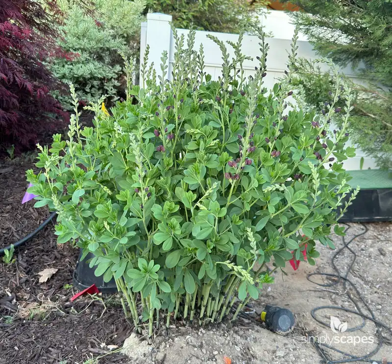 False Indigo — photo 1