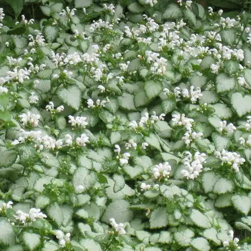 White Nancy Spotted Dead Nettle — photo 1