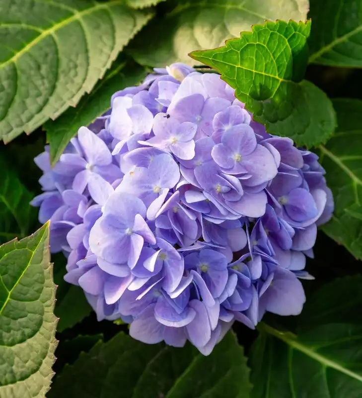 Hydrangea Dear Dolores® — photo 1