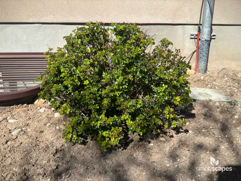 Dog Rose — photo 1