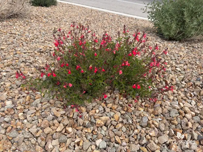 Autumn Sage (Salvia) — photo 1