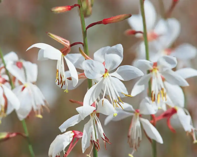 Stratosphere White Butterfly Flower — photo 1