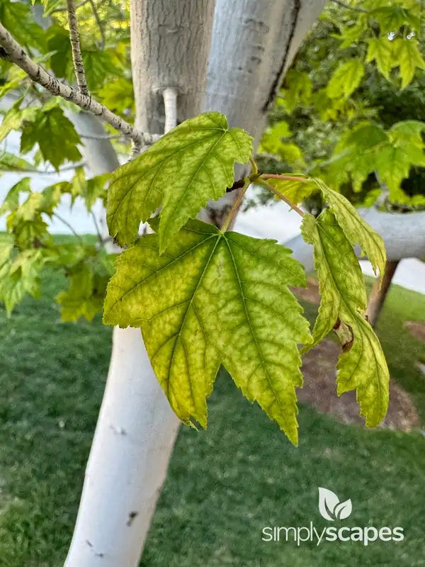 Red Maple Tree — photo 1