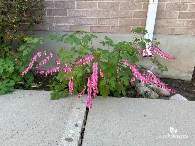 Bleeding Hearts — photo 1