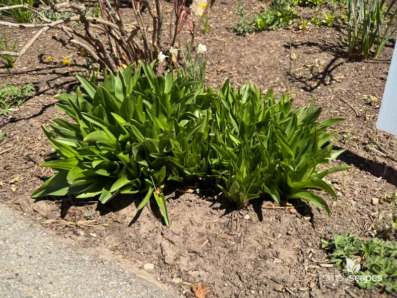 Autumn crocus — photo 1