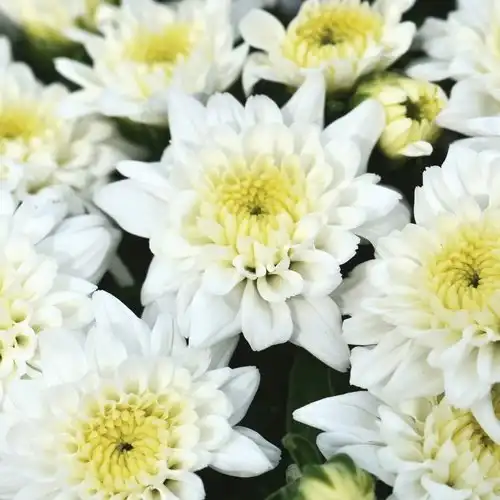 Chrysanthemum Plants — photo 1