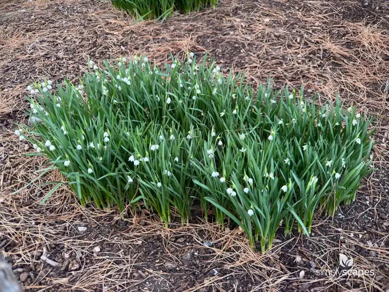 Summer Snowflake — photo 1