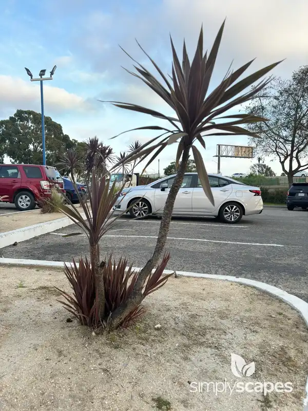 Spineless Yucca — photo 1