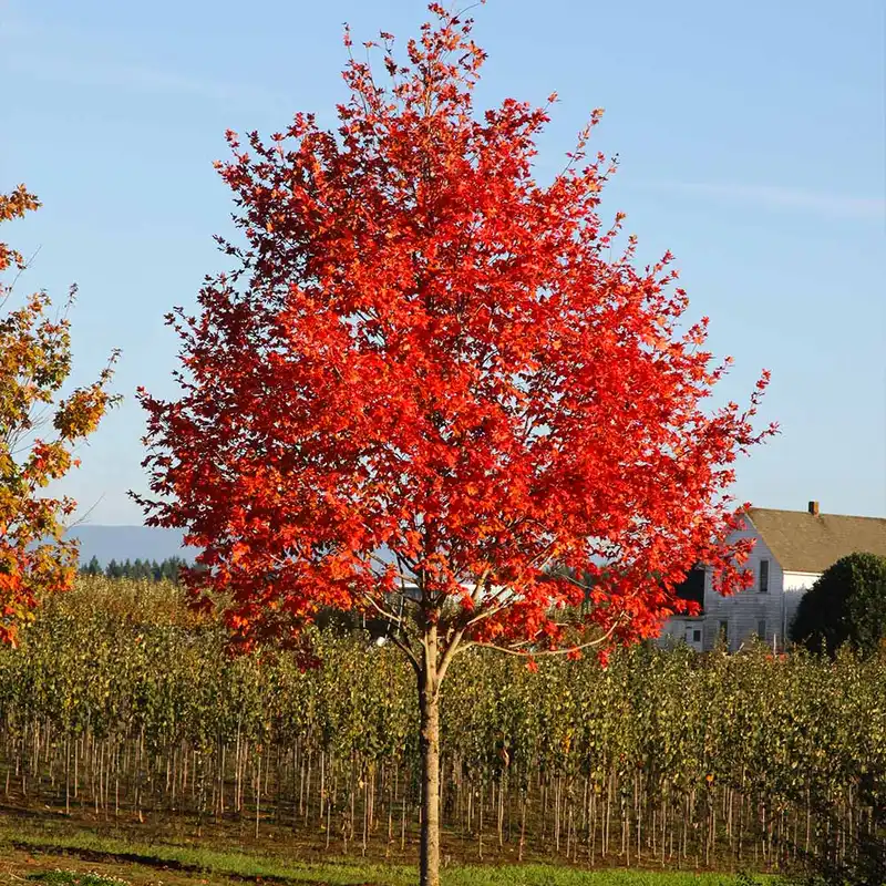 Flashfire® Maple Tree — photo 1