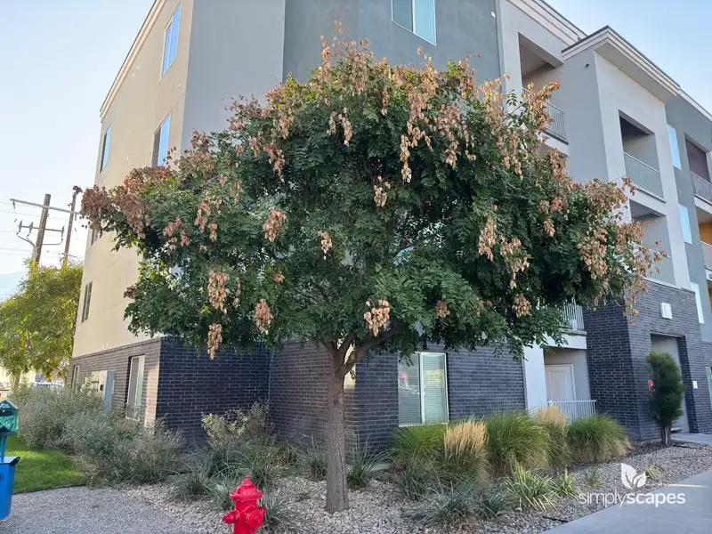 Golden Raintree — photo 1