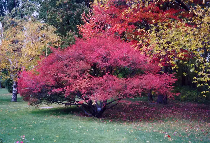 European Spindle Tree — photo 1
