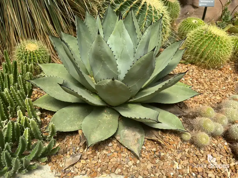Cabbage Head Agave — photo 1