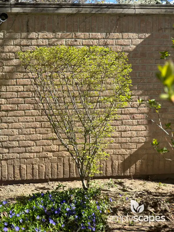 Burning Bush — photo 1