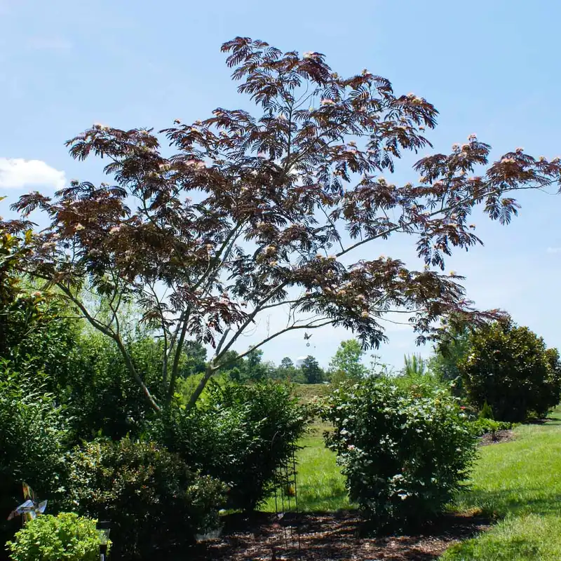 Summer Chocolate Mimosa Tree — photo 1