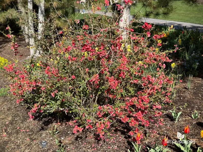 Flowering Quince Tree — photo 1