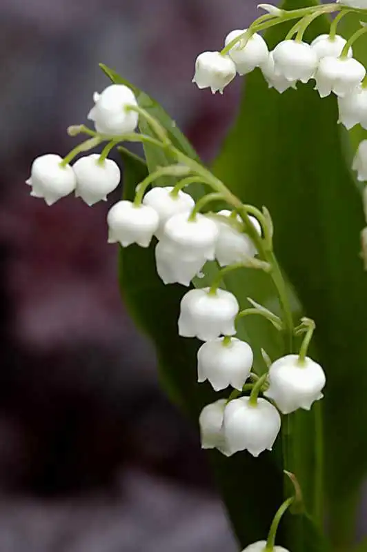 Lily of the Valley — photo 1