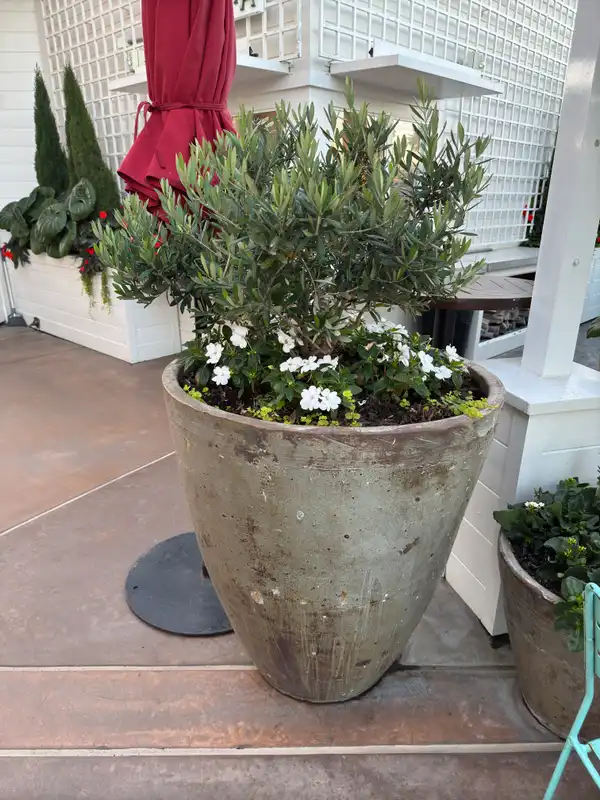 Blue Vinca — photo 1