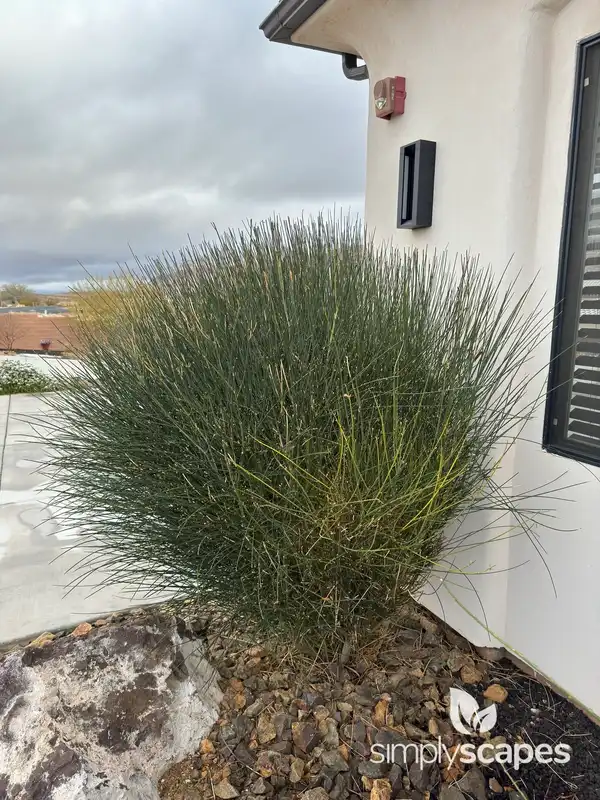 Spanish Broom — photo 1