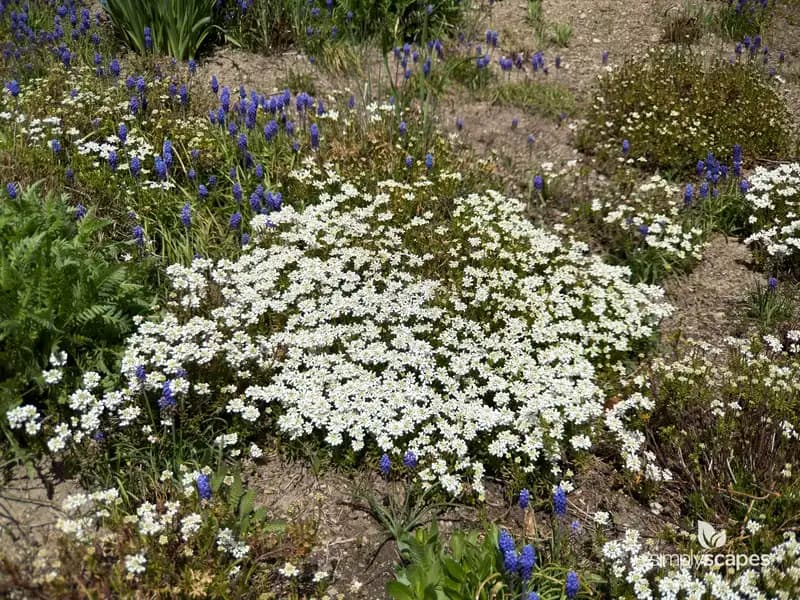 Candytuft (Iberis sempervirens) — photo 1