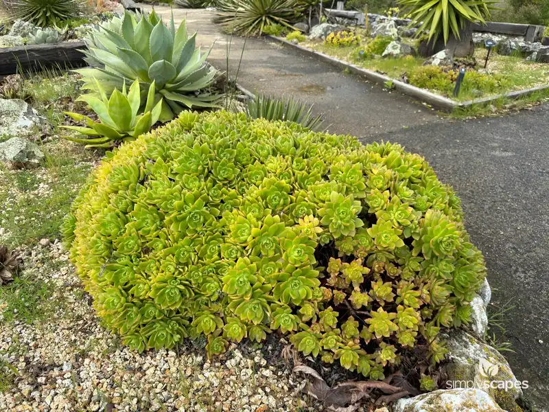 Pinwheel aeonium — photo 1