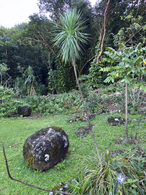 Iliau — photo 1