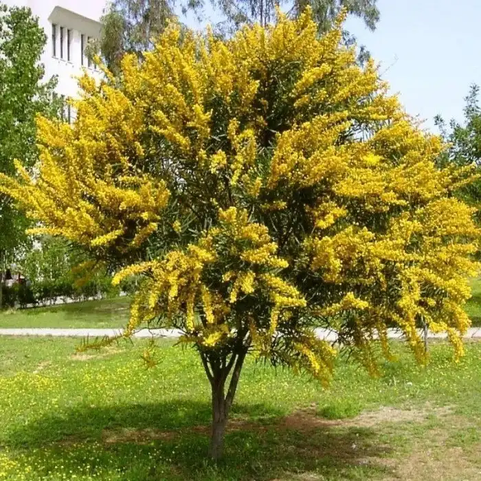 Cassia Tree — photo 1