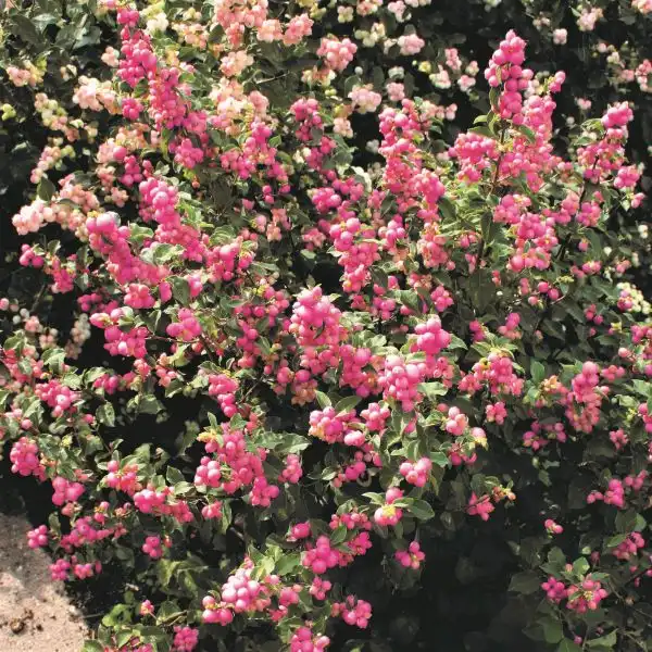 Kolmcan Candy™ Coralberry — photo 1