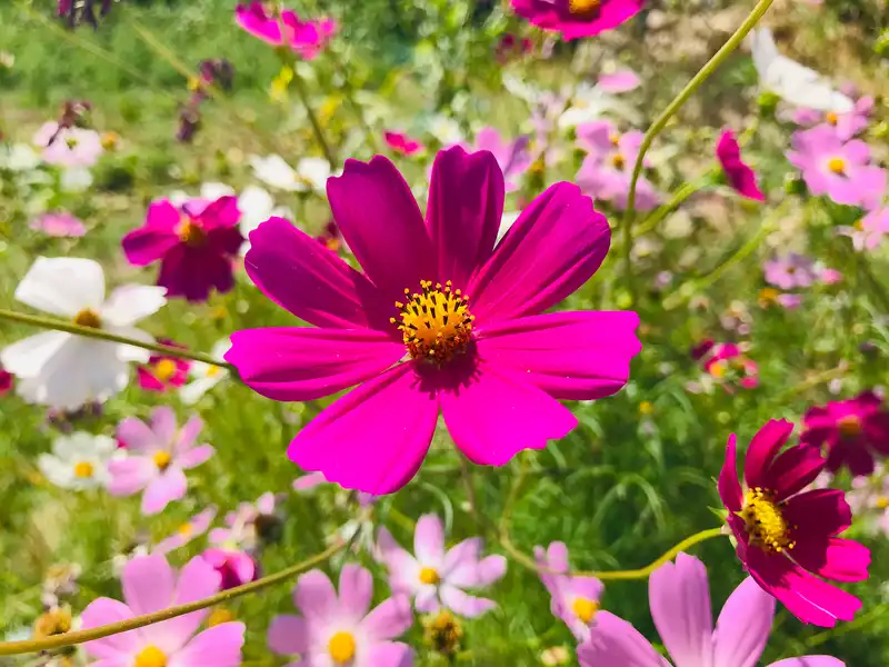 Garden Cosmos — photo 1