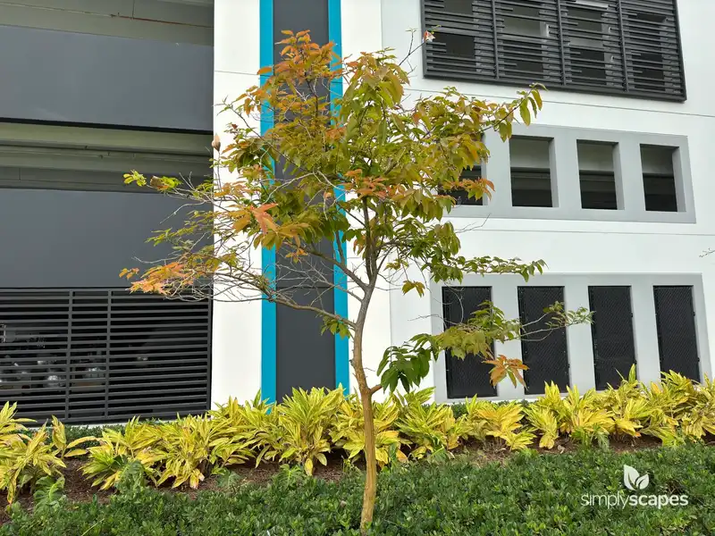 Enduring Summer Crape Myrtle — photo 1