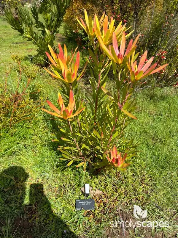 Monster Conebush — photo 1