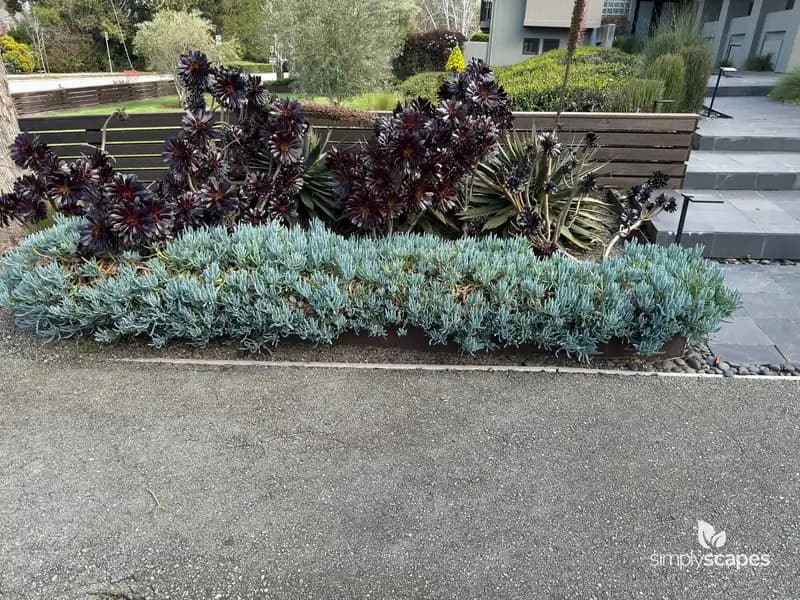 Aeonium — photo 1