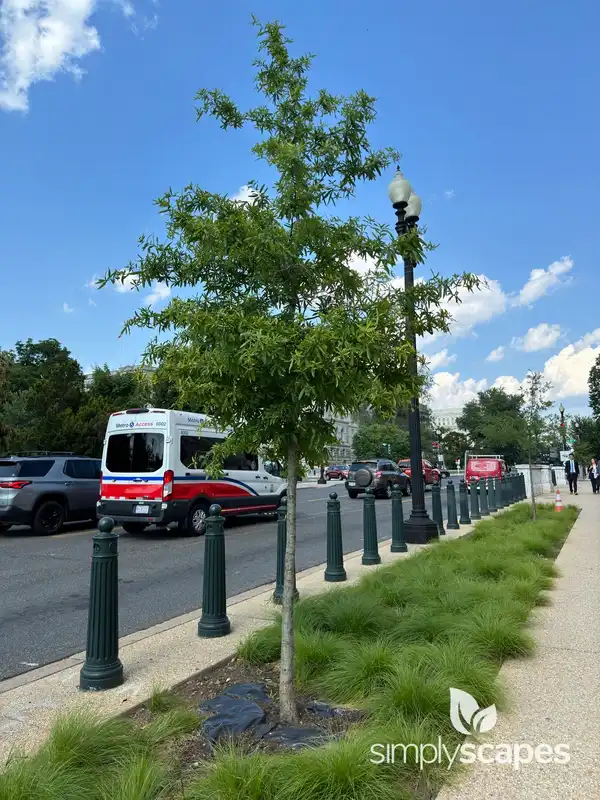 Willow Oak Tree — photo 1