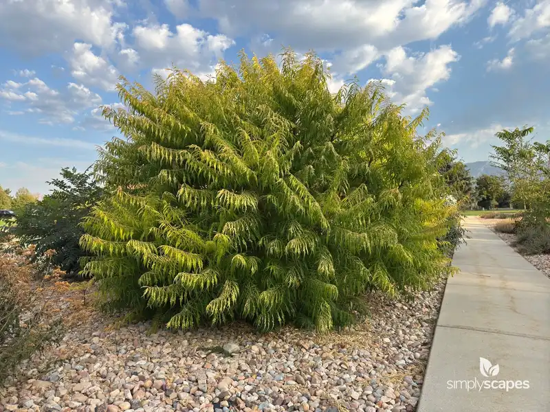 Staghorn Sumac — photo 1