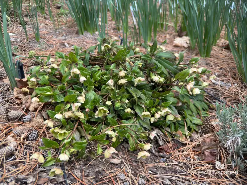 Helleborus — photo 1