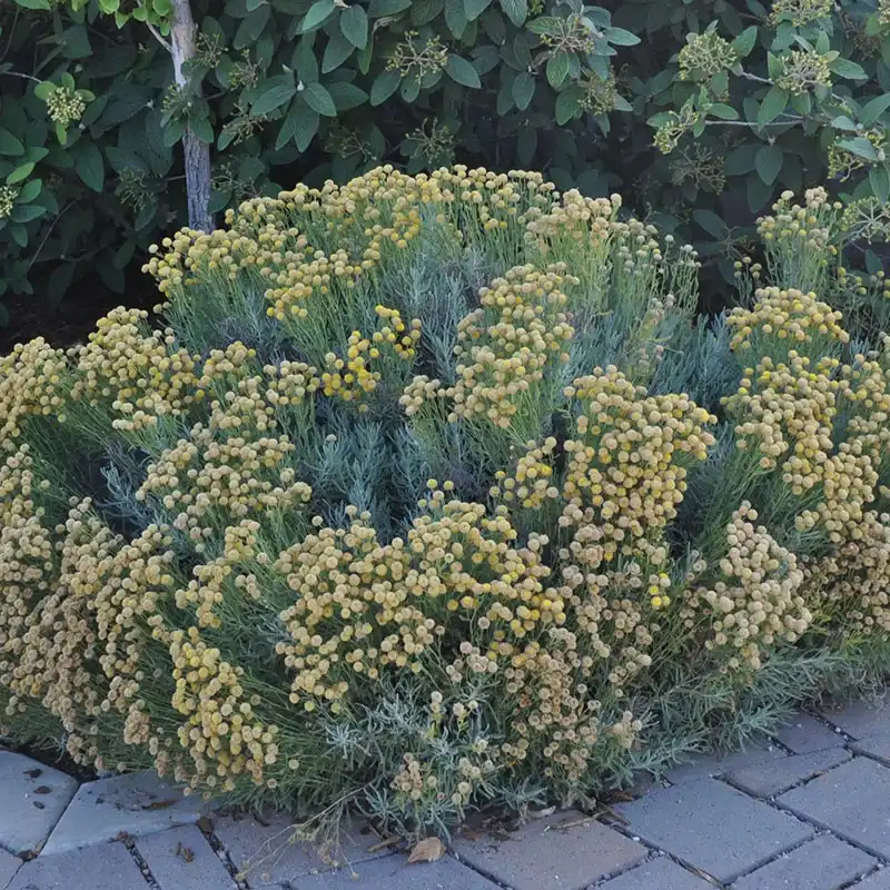 Lavender Cotton — photo 1