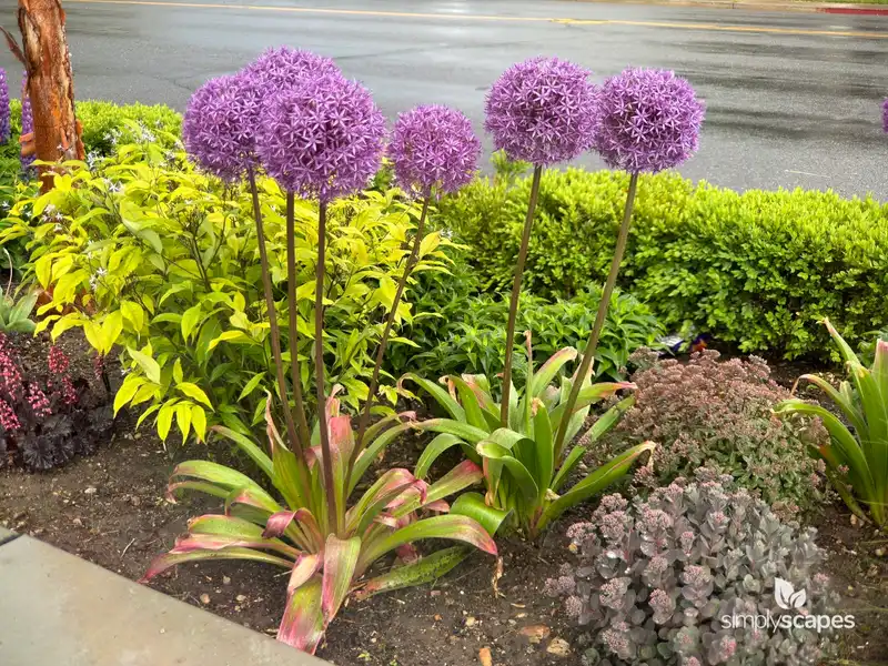 Flowering Onion — photo 1