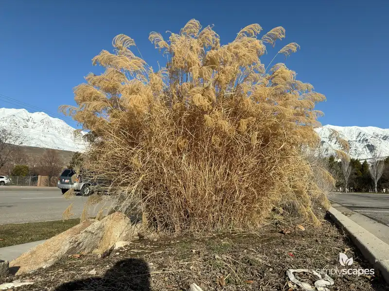 Maiden Grass — photo 1