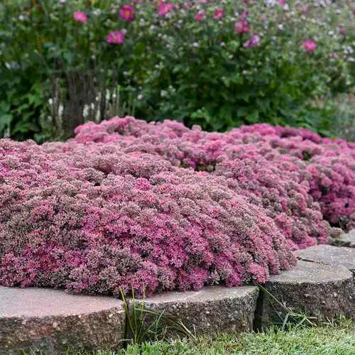 Rock 'N Round® Popstar Stonecrop — photo 1